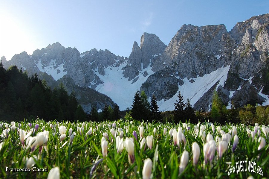 04 Crocus chiusi, Mengol e Bagozza.jpg